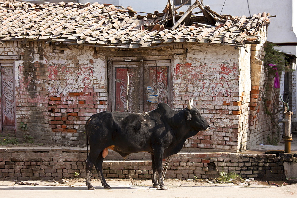 Bull in street scene in Nandi near Varanasi, Benares, Northern India