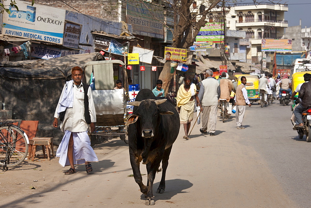 Bull roaming along street in Nandi near Varanasi, Benares, Northern India