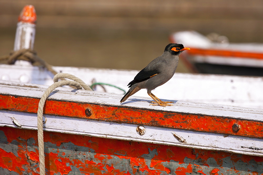 Indian Myna bird, Acridotheres tristis, perched on tourist boat in River Ganges by the Ghats in city of Varanasi, India