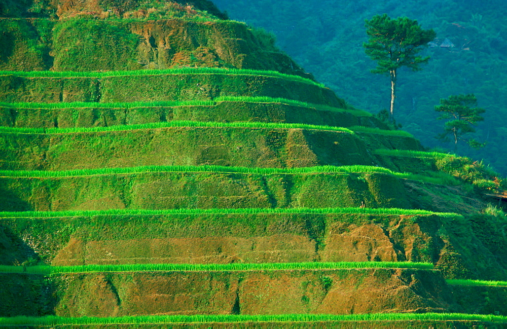 Rice Terraces at Banaue, Luzon Island, Philippines.  This terracing is more than 2000 years old.