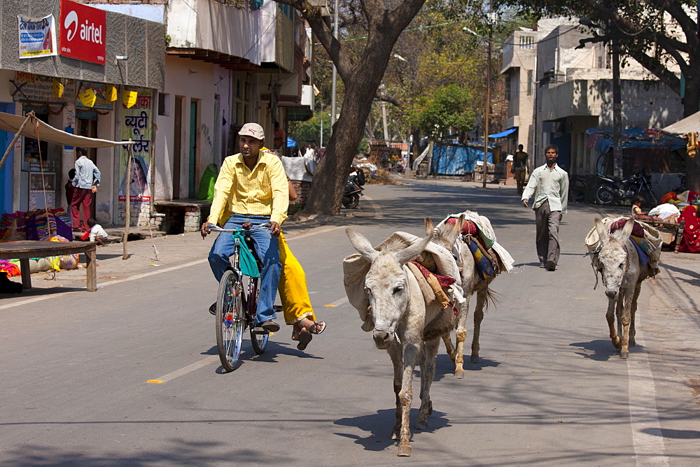 Street scene with donkeys in Agra, India