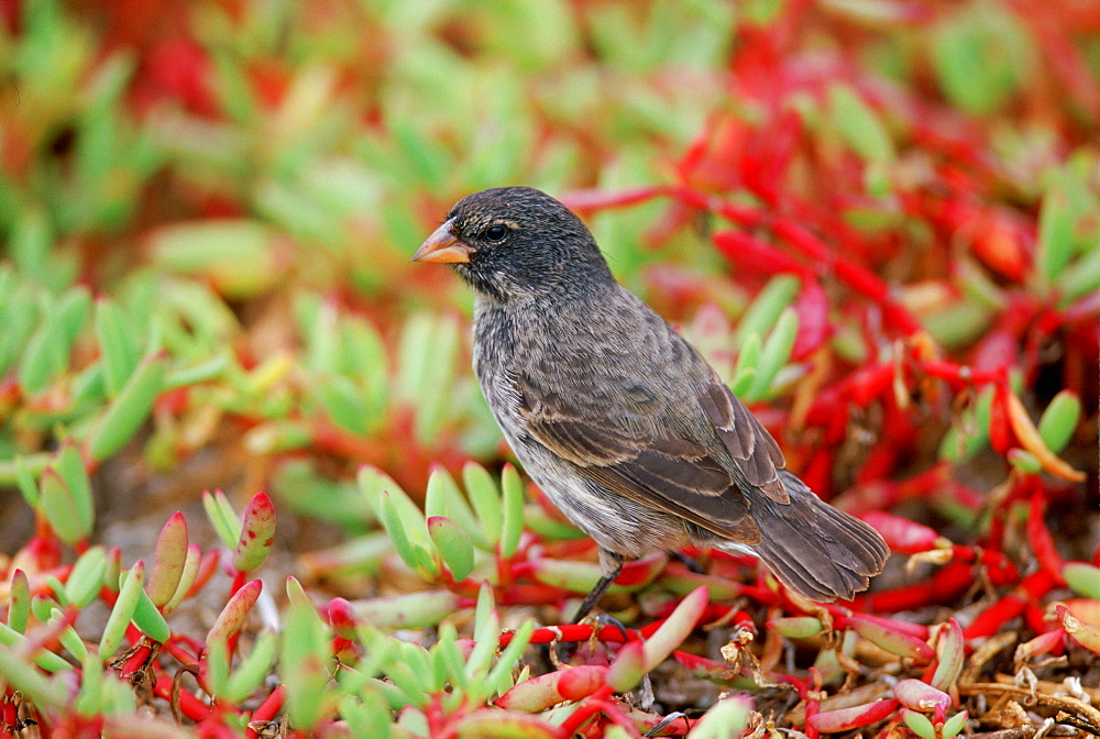 Darwin Finch bird, Santa Cruz, the Galapagos Islands, Ecuador