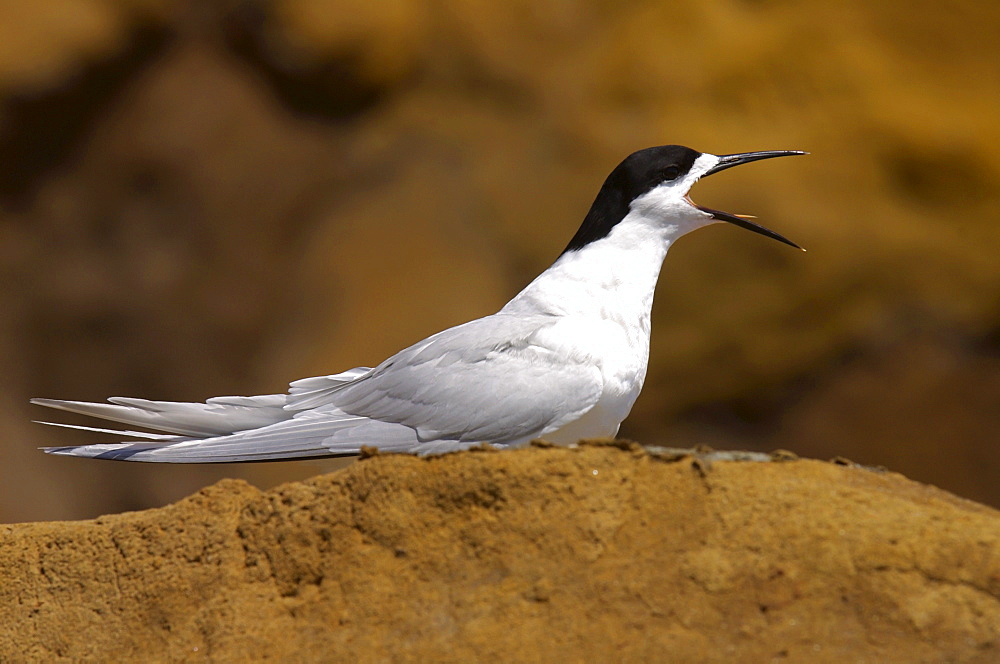 White-fronted tern (Sterna Striata) calling on a rock near South Head on the Tasman Sea,  North Island, New Zealand