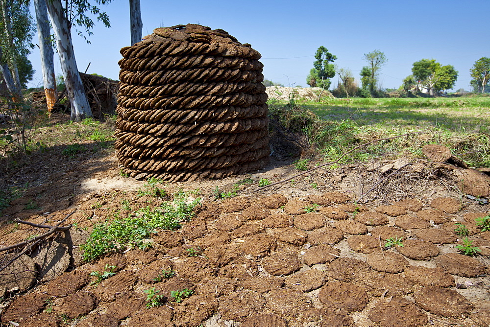 Neatly-stacked dried cow dung, hand-formed into pats to be used for fuel for cooking, at a farm in Agra, Uttar Pradesh, India