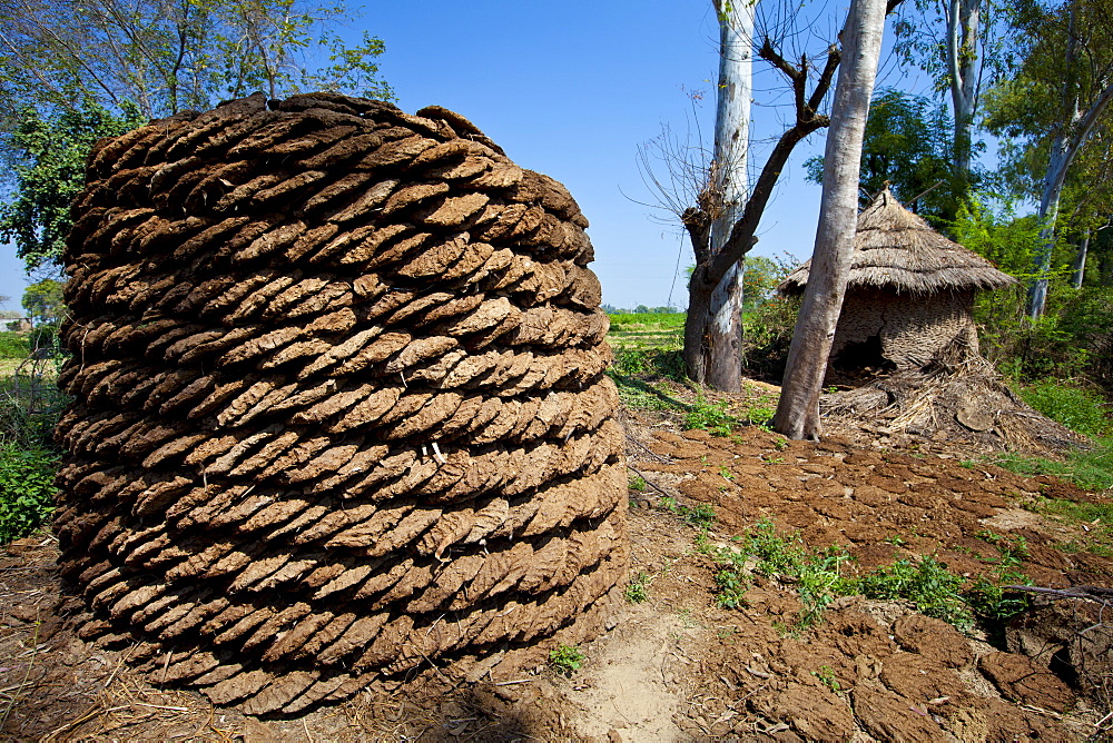 Neatly-stacked dried cow dung, hand-formed into pats to be used for fuel for cooking, at a farm in Agra, Uttar Pradesh, India