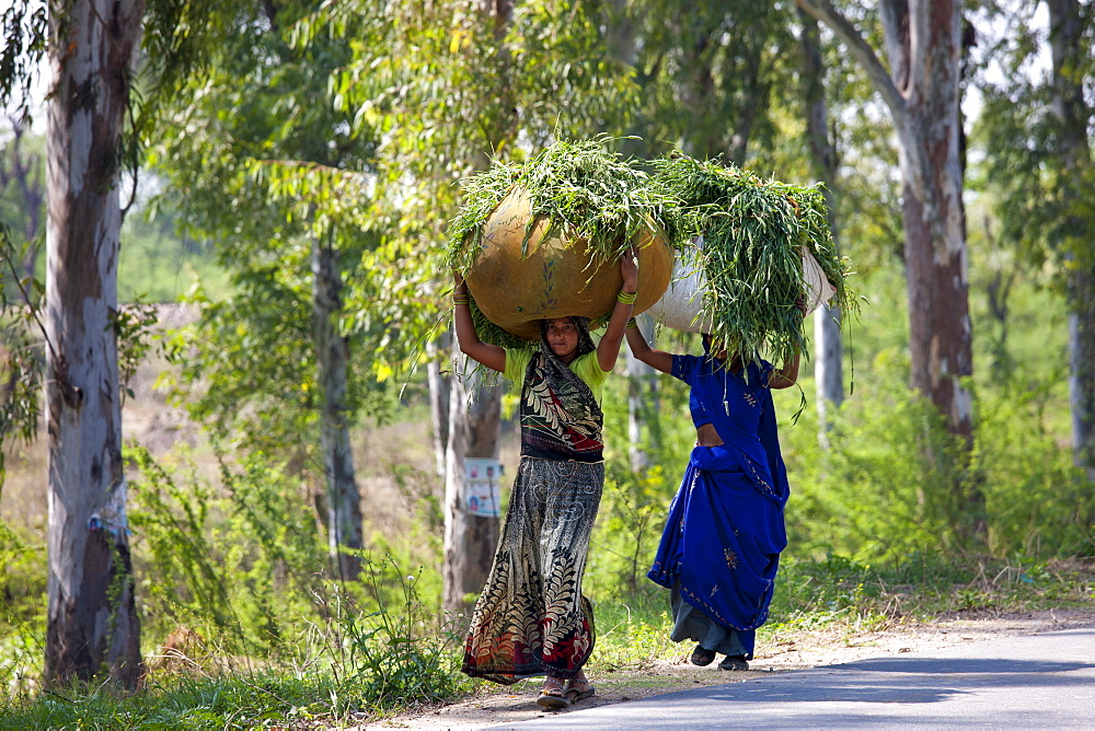 Indian women carrying fodder for animal feed from fields in Agra, Uttar Pradesh, India