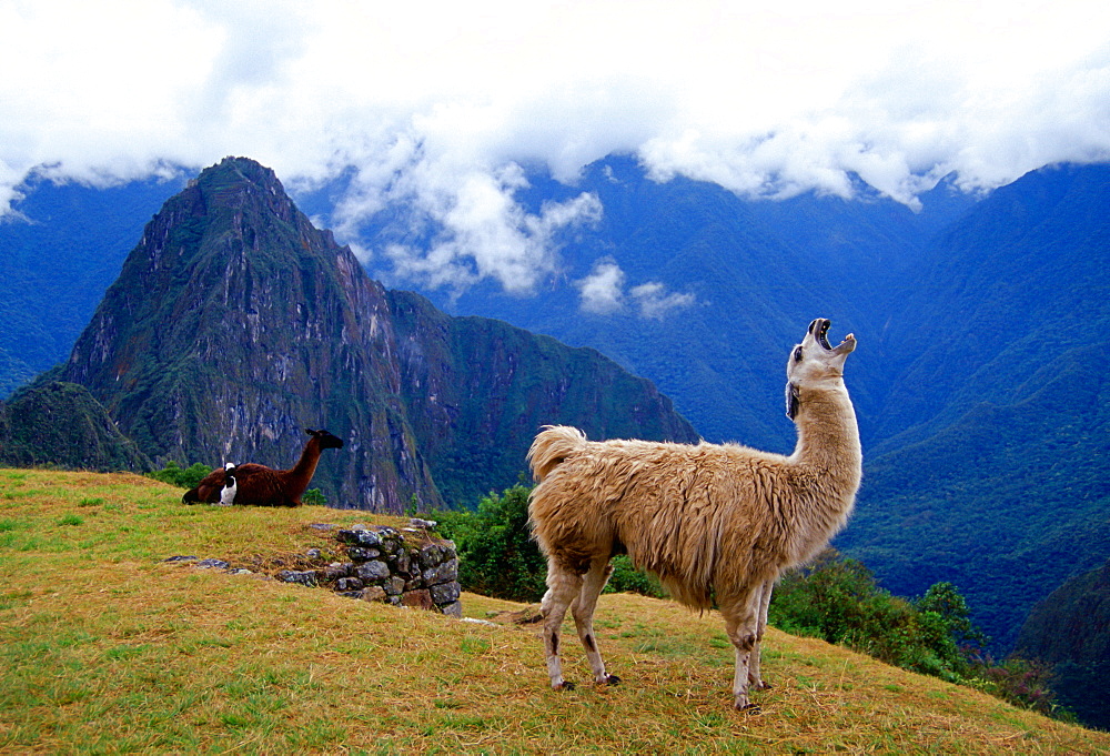 Llama, Machu Picchu ruins of the Inca citadel discovered in 1911 in Peru, South America