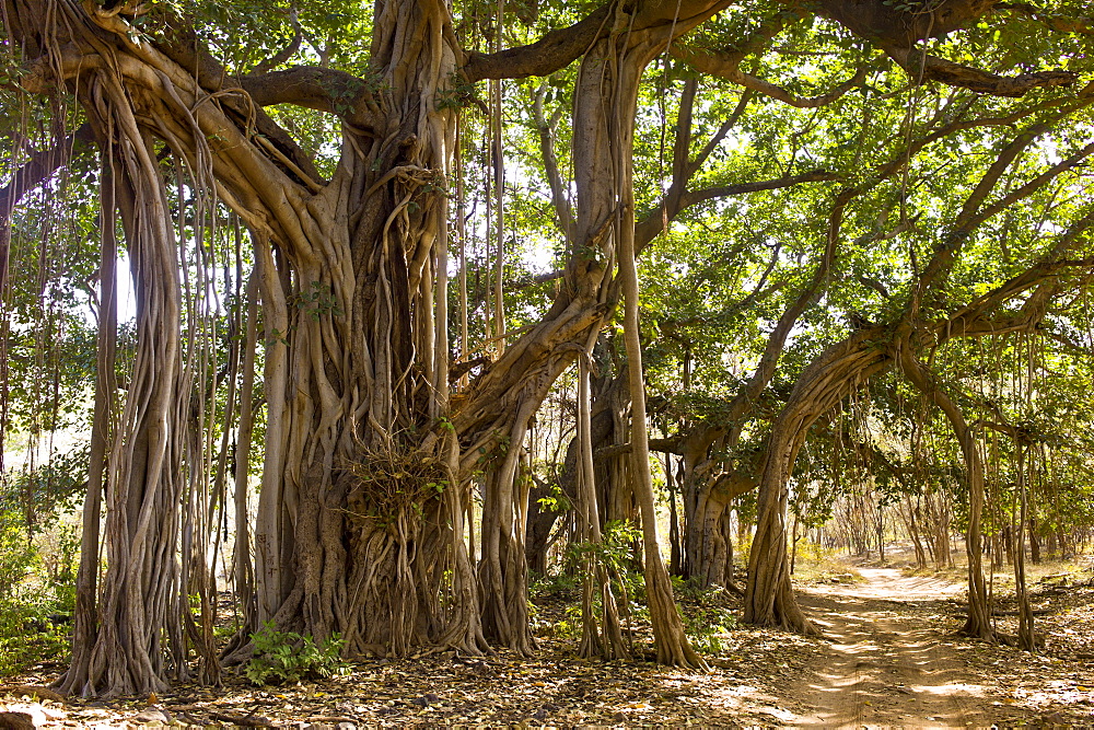 Ancient 300-year-old Banyan Trees in Ranthambhore National Park, Rajasthan, Northern India