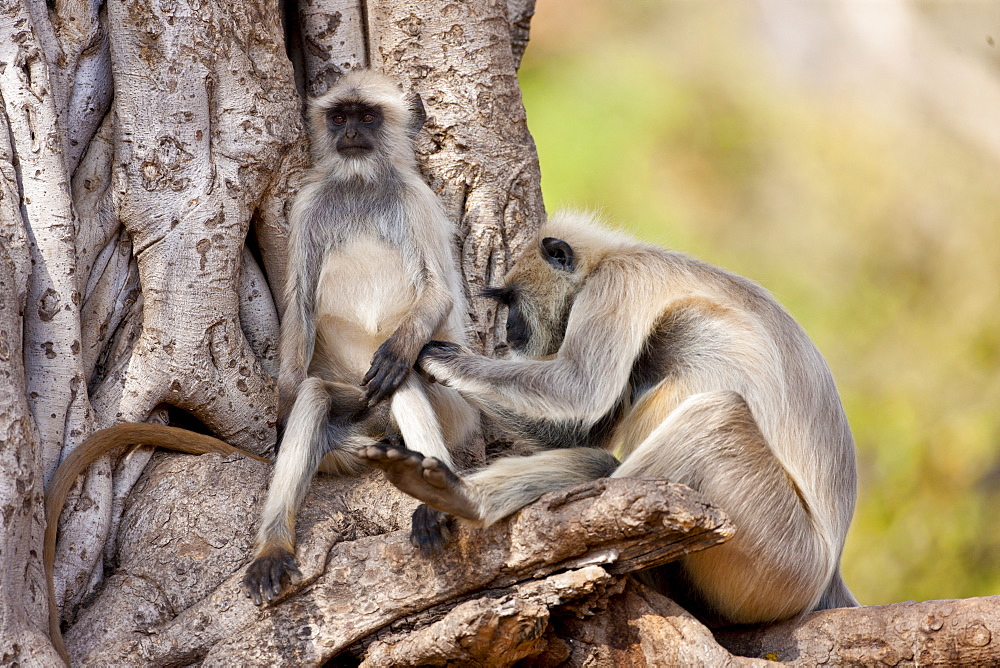 Indian Langur monkeys, Presbytis entellus, grooming in Banyan Tree in Ranthambore National Park, Rajasthan, India