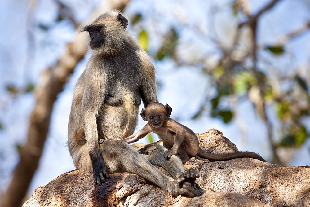 Indian Langur monkeys, Presbytis entellus, female and baby in Banyan Tree in Ranthambore National Park, Rajasthan, India