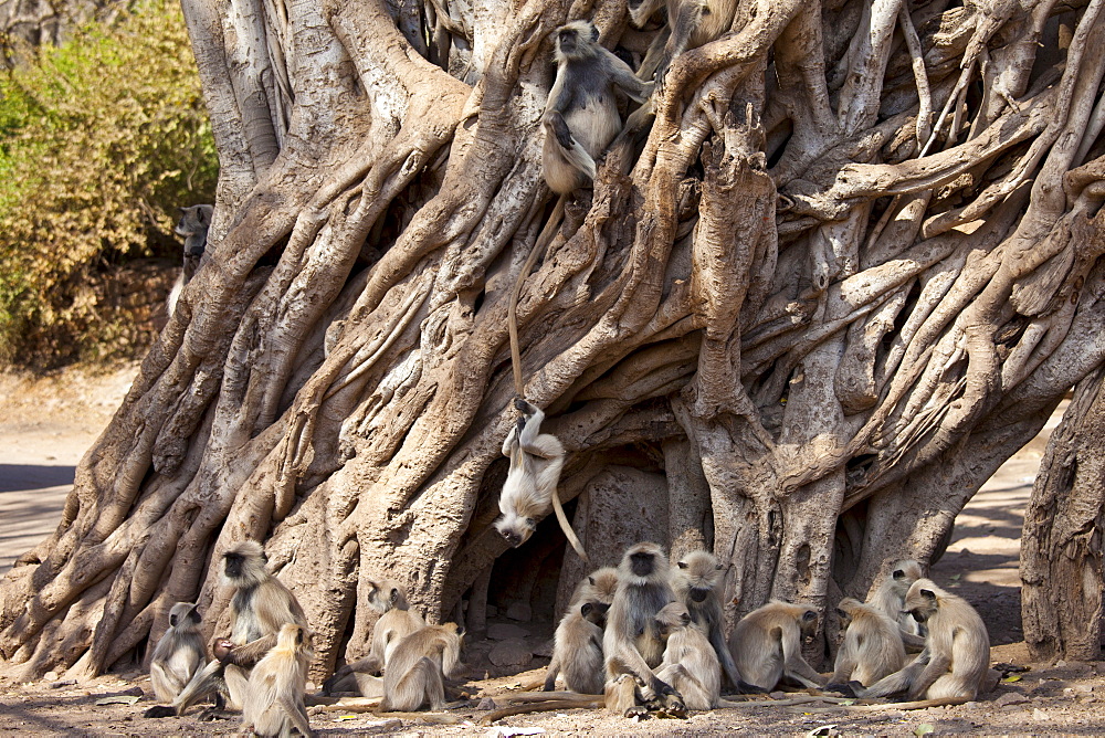 Indian Langur monkeys, Presbytis entellus, in Banyan Tree in Ranthambhore National Park, Rajasthan, Northern India