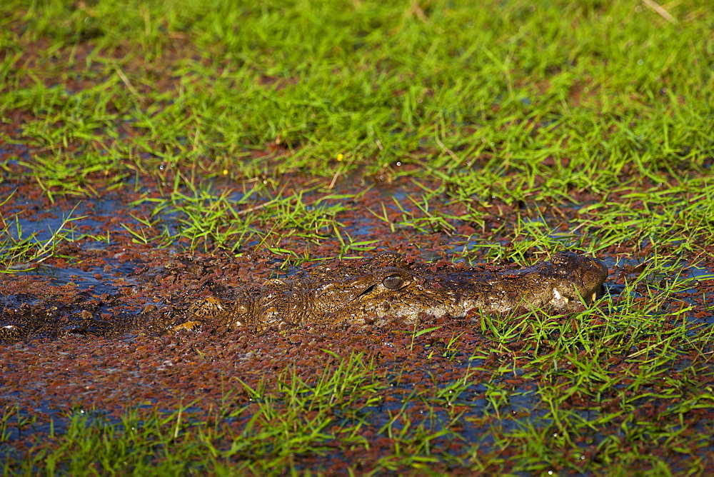 Indian marsh crocodile, Crocodylus palustris, Swamp Crocodile in Ranthambhore National Park, Rajasthan, Northern India