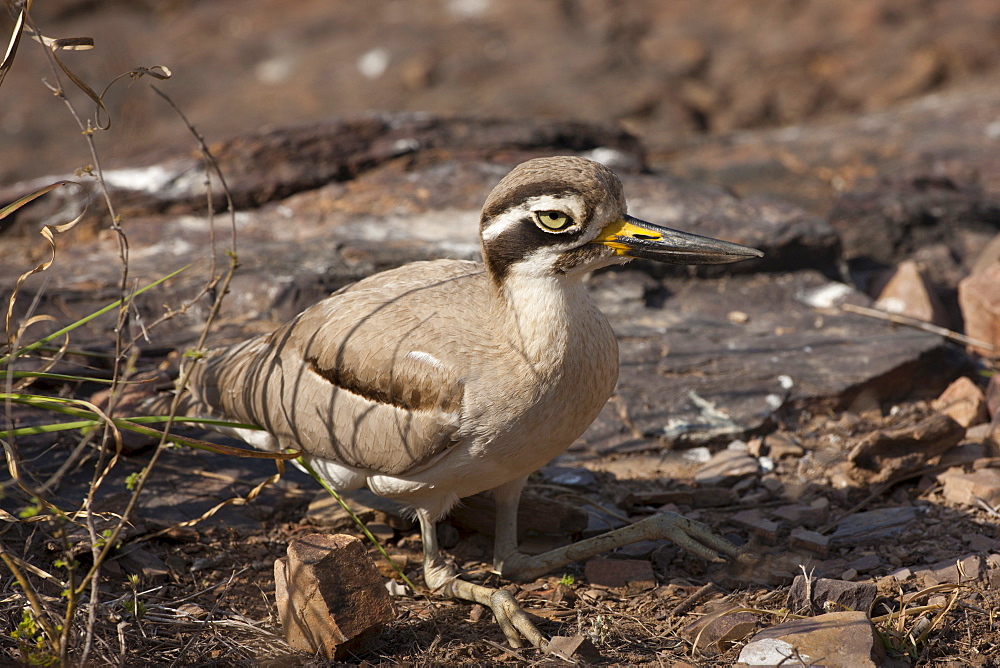 Indian Stone Plover bird, Burhinus oedicnemus indicus, in Ranthambhore National Park, Rajasthan, Northern India