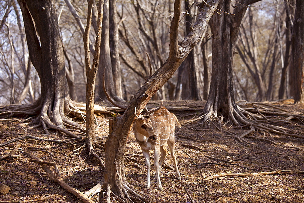 Spotted deer male stag, Axis axis, (Chital) scratching velvet from antlers in Ranthambhore National Park, Rajasthan, India