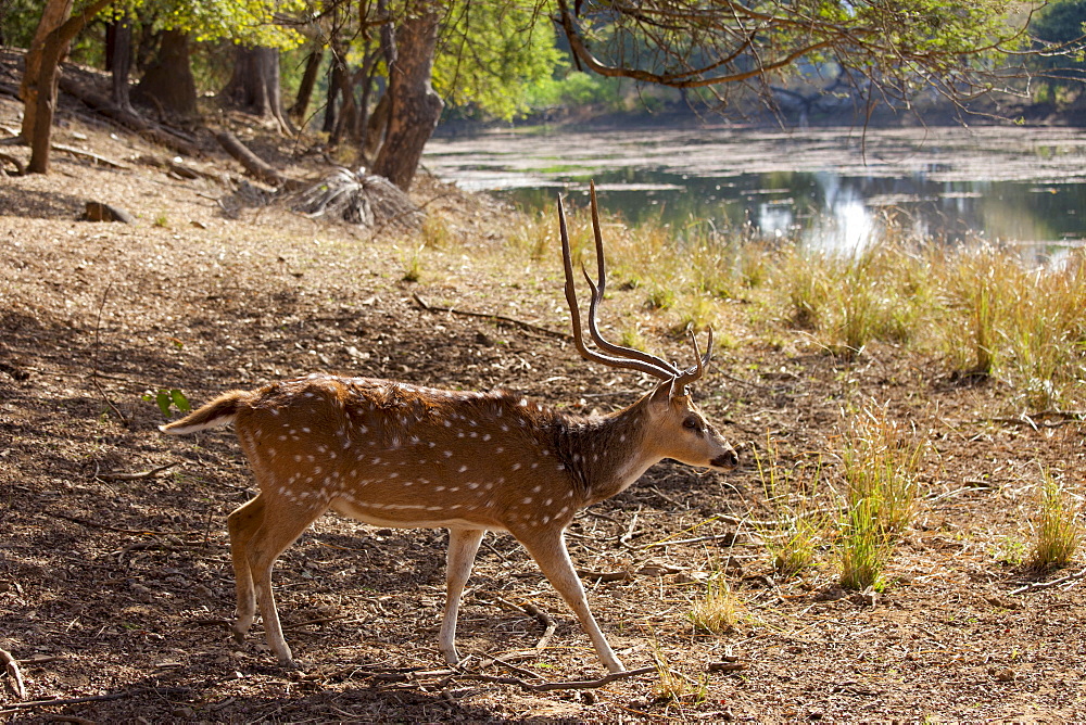 Spotted deer male stag, Axis axis, (Chital) with antlers by Rajbagh Lake in Ranthambhore National Park, Rajasthan, India