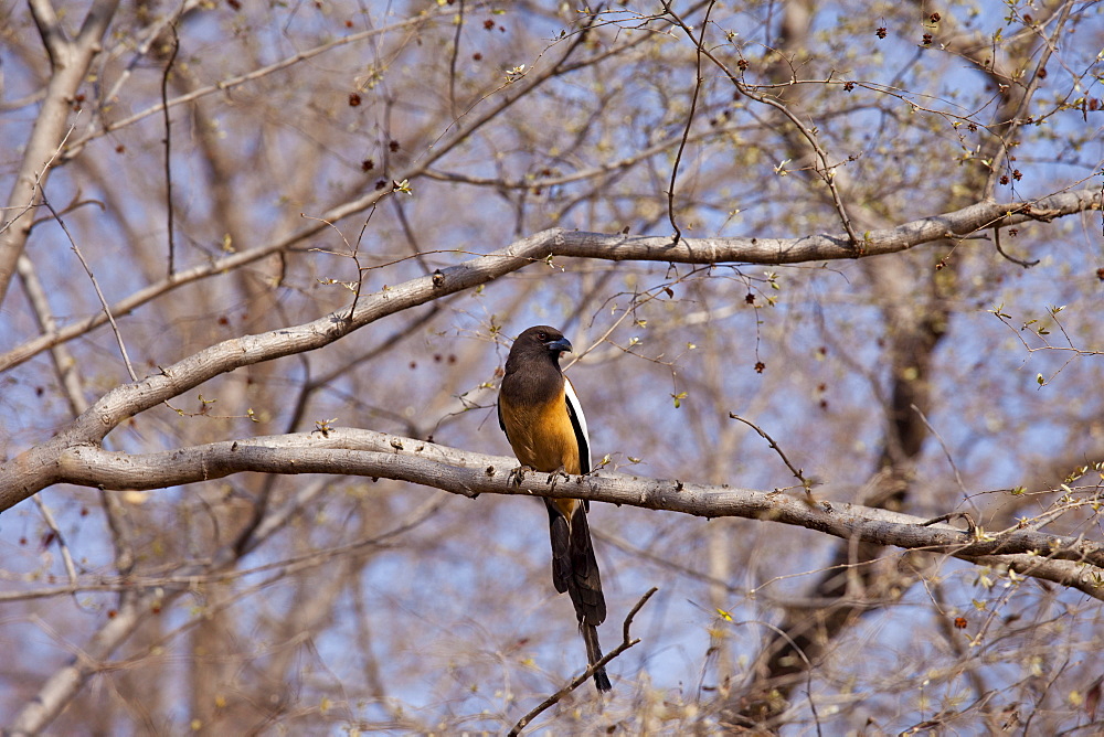 Indian Rufous Treepie, Dendrocitta vagabunda, bird in Ranthambhore National Park, Rajasthan, Northern India