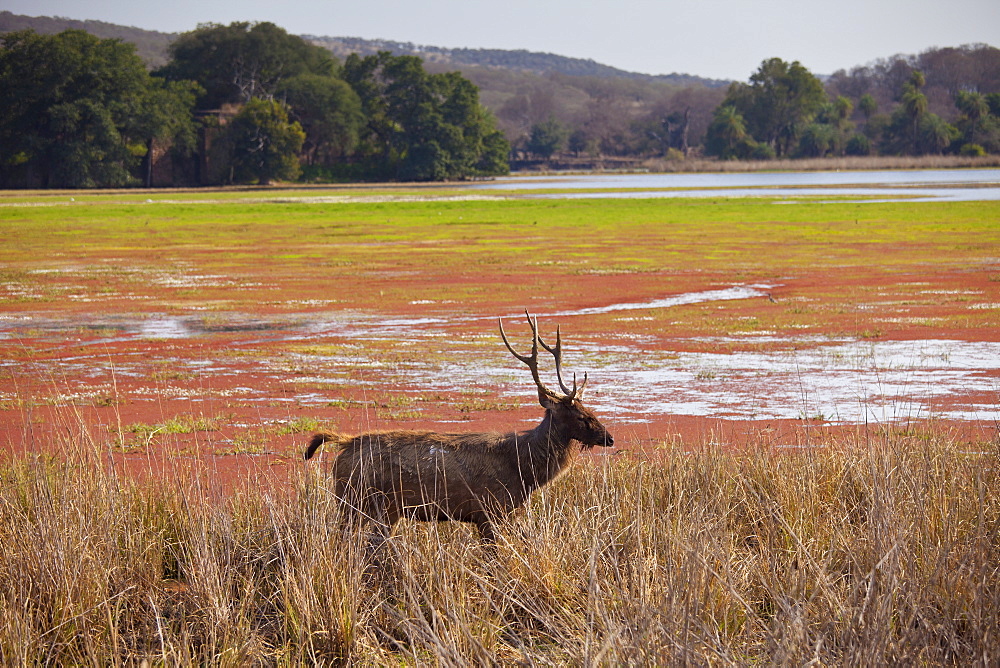 Indian Sambar, Rusa unicolor, male deer in Rajbagh Lake in Ranthambhore National Park, Rajasthan, India