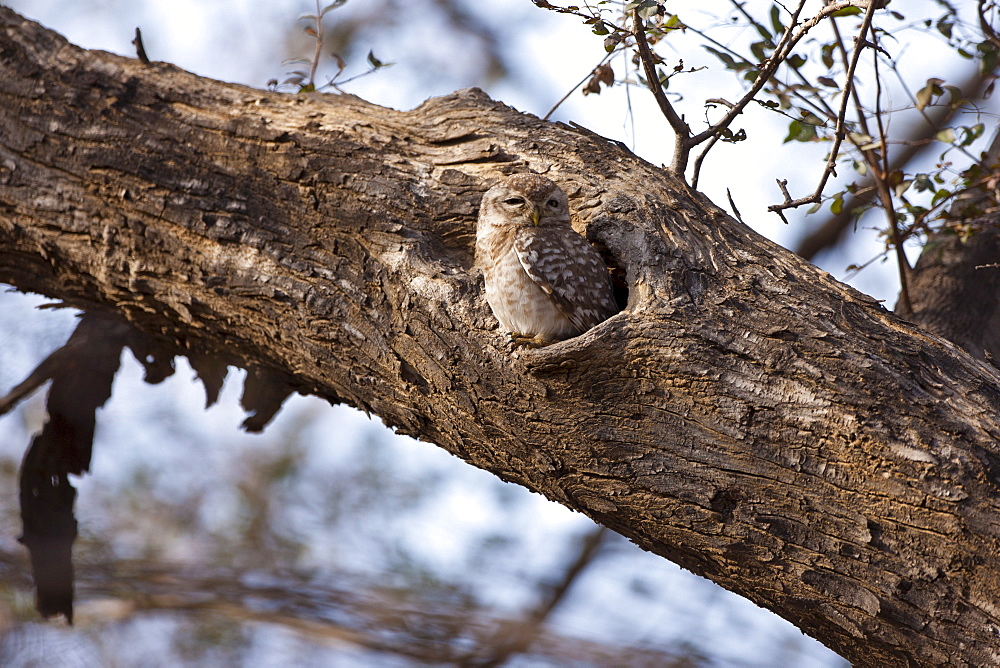 Spotted Owlet bird, Athene brama, in Ranthambhore National Park, Rajasthan, Northern India