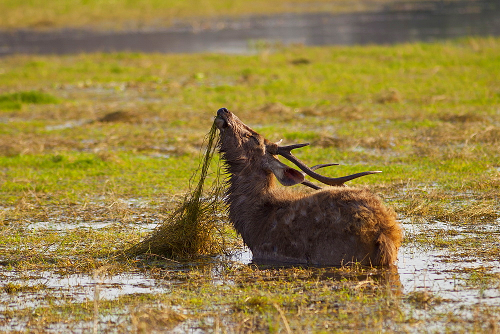 Indian Sambar, Rusa unicolor, male deer feeding in Rajbagh Lake in Ranthambhore National Park, Rajasthan, India