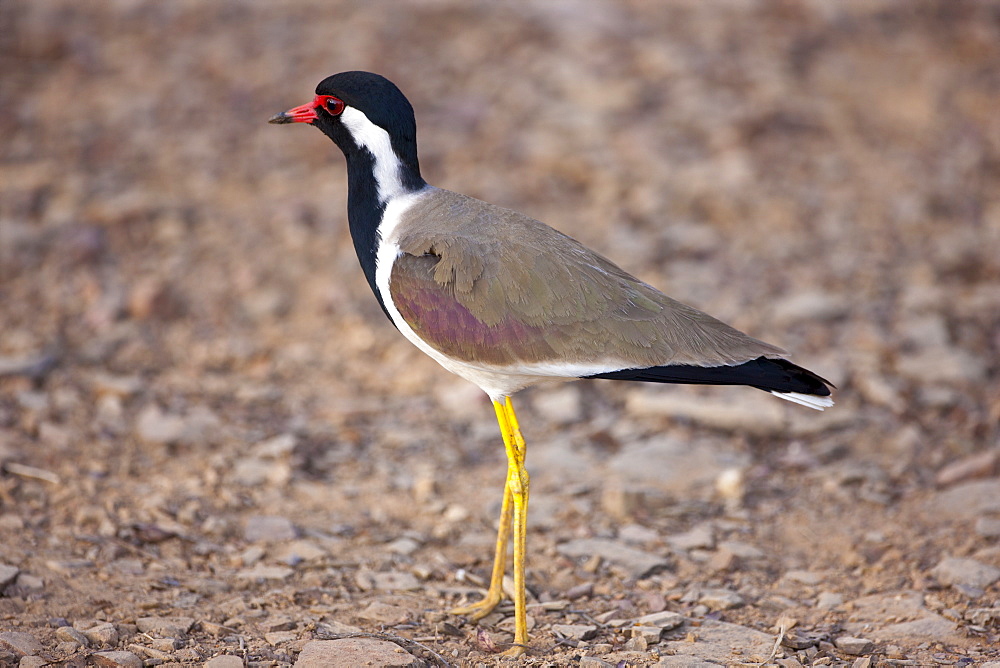 Red Wattled Lapwing, Vanellus indicus, bird in Ranthambhore National Park, Rajasthan, Northern India