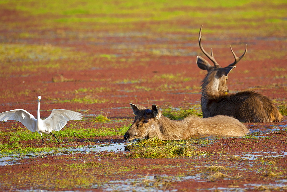 Indian Sambar, Rusa unicolor, male and female deer in Rajbagh Lake in Ranthambhore National Park, Rajasthan, India