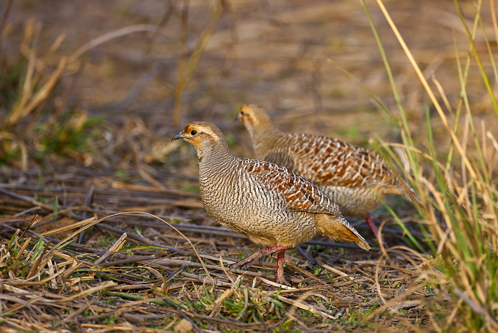 Grey Francolin Partridges, Francolinus pondicerianus, in Ranthambhore National Park, Rajasthan, Northern India