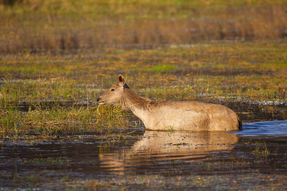 Indian Sambar, Rusa unicolor, female deer in Rajbagh Lake in Ranthambhore National Park, Rajasthan, India