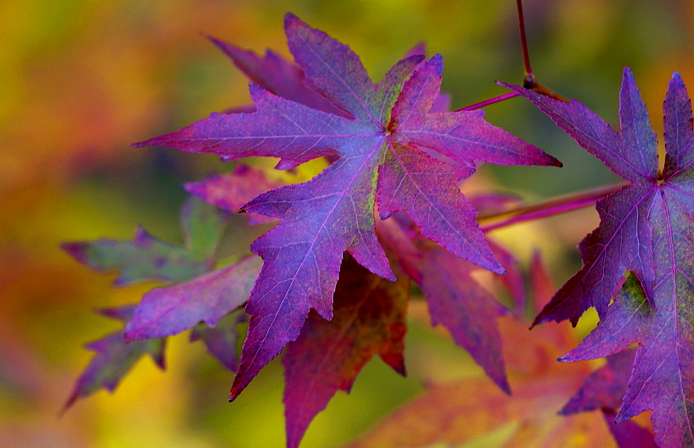 Maple leaves in autumn in England