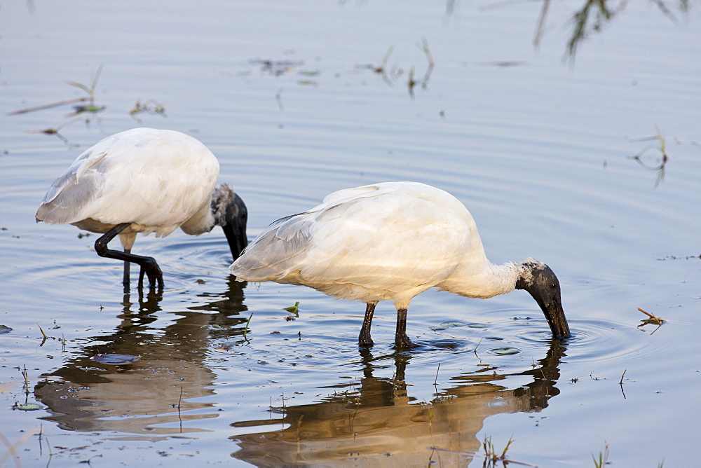 Black-Headed Ibis, Threskiornis melanocephalus, pair feeding in Ranthambhore National Park, Rajasthan, Northern India