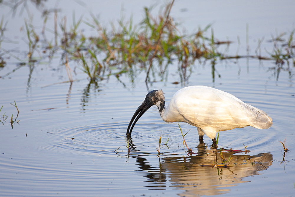 Black-Headed Ibis, Threskiornis melanocephalus, feeding in Ranthambhore National Park, Rajasthan, Northern India