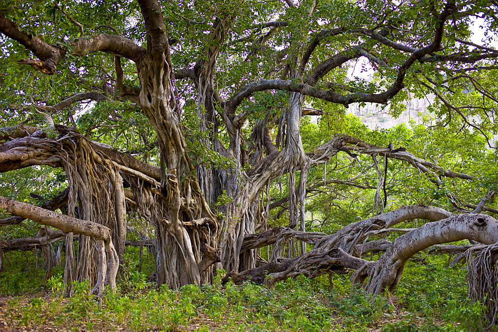 Ancient 700 year old Banyan Trees in Ranthambhore National Park, Rajasthan, Northern India