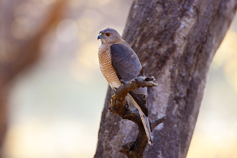 Shikra Hawk bird of prey, Accipiter Badius, in Ranthambhore National Park, Rajasthan, Northern India