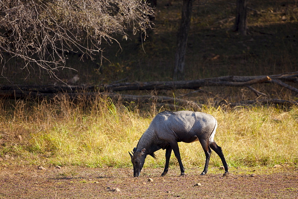 Nilgai Blue Bull antelope, Boselaphus tragocamelus, in Ranthambhore National Park, Rajasthan, India