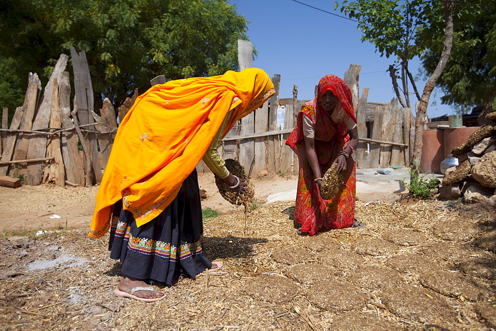 Indian woman villagers drying cow dung for cooking fuel at Kutalpura Village in Rajasthan, Northern India