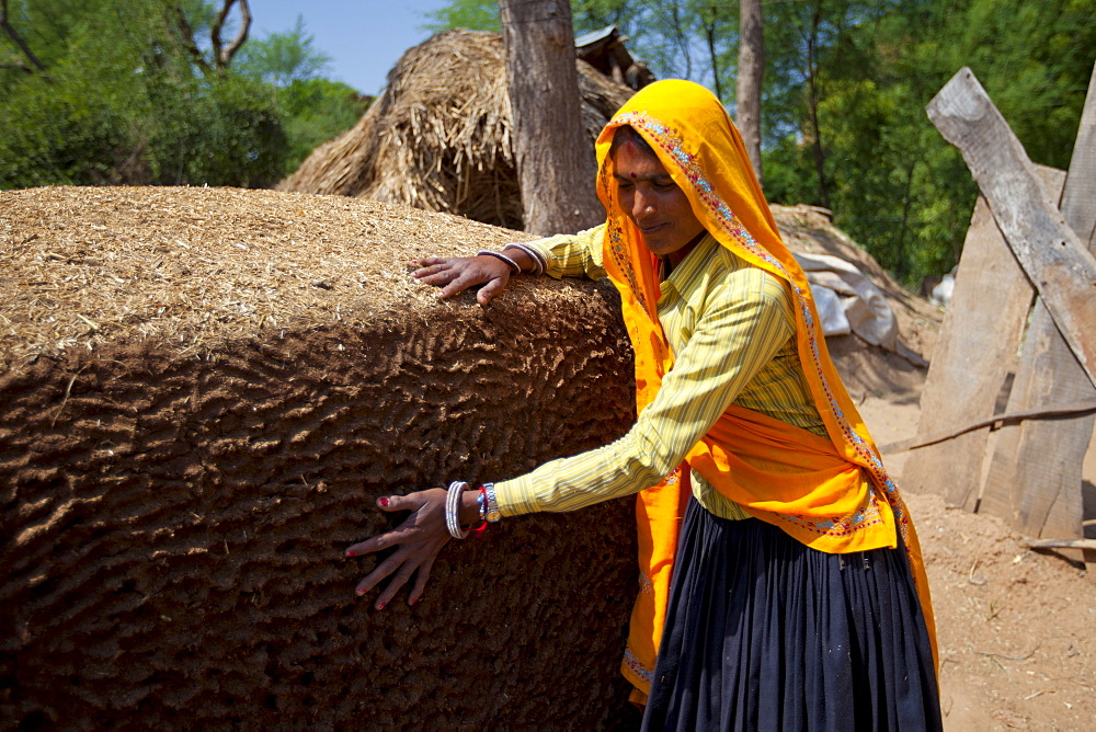 Indian woman villagers patting cow dung mound for cooking fuel at Kutalpura Village in Rajasthan, Northern India