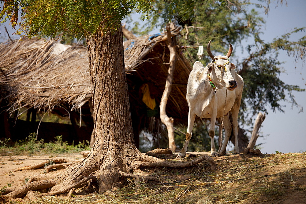 Indian cow tethered for milk at farm smallholding at Kutalpura Village in Rajasthan, Northern India