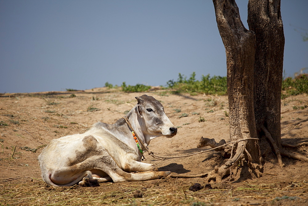 Indian cow tethered for milk at farm smallholding at Kutalpura Village in Rajasthan, Northern India