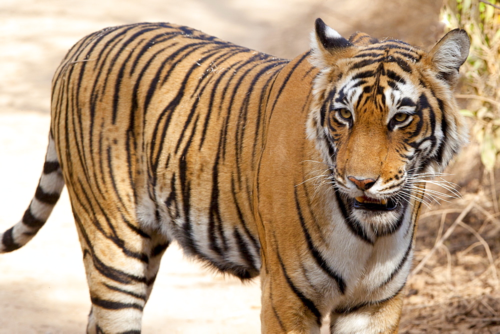 Female Bengal tiger, Panthera tigris tigris, in Ranthambore National Park, Rajasthan, India