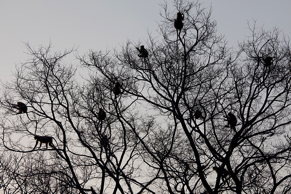 Indian Langur monkeys, Presbytis entellus, safe in tree branches in Ranthambore National Park, Rajasthan, India