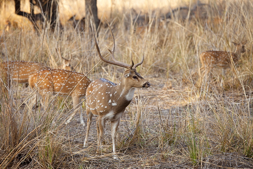 Spotted deer,  Axis axis, (Chital), by ruins of mosque in Ranthambhore National Park, Rajasthan, India