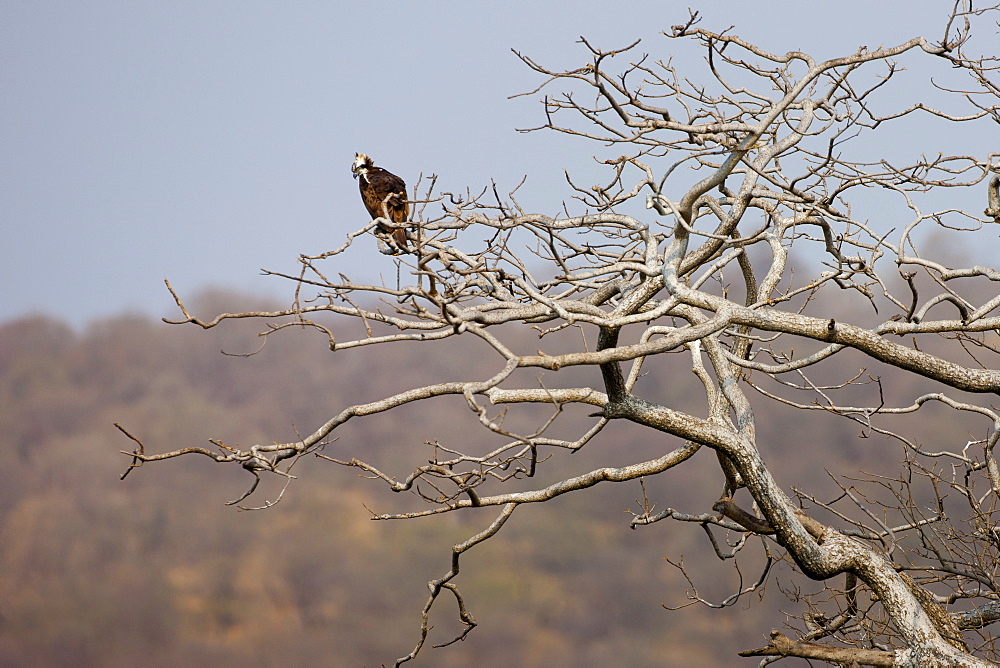 Osprey in Ranthambhore National Park, Rajasthan, Northern India