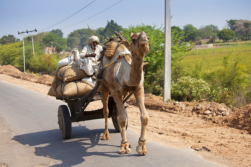 Indian man drives camel cart in Sawai Madhopur in Rajasthan, Northern India