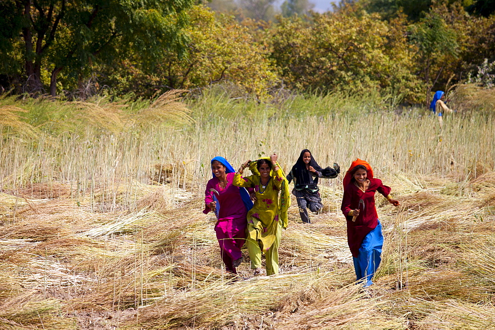 Indian women agricultural workers at farm at Sawai Madhopur near Ranthambore in Rajasthan, Northern India