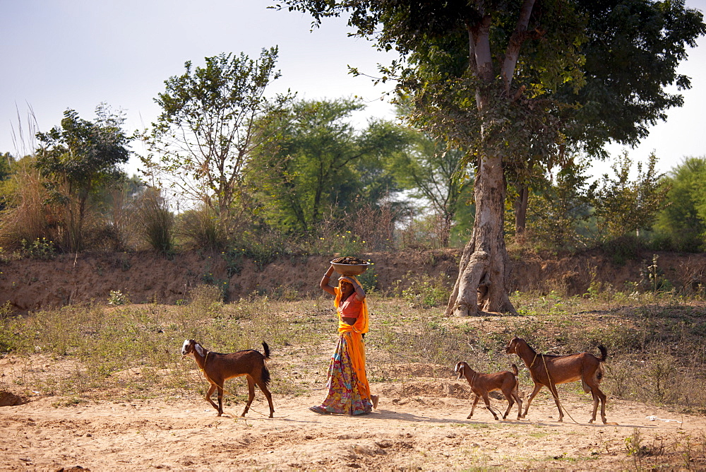 Indian woman with herd of goats at Sawai Madhopur in Rajasthan, Northern India