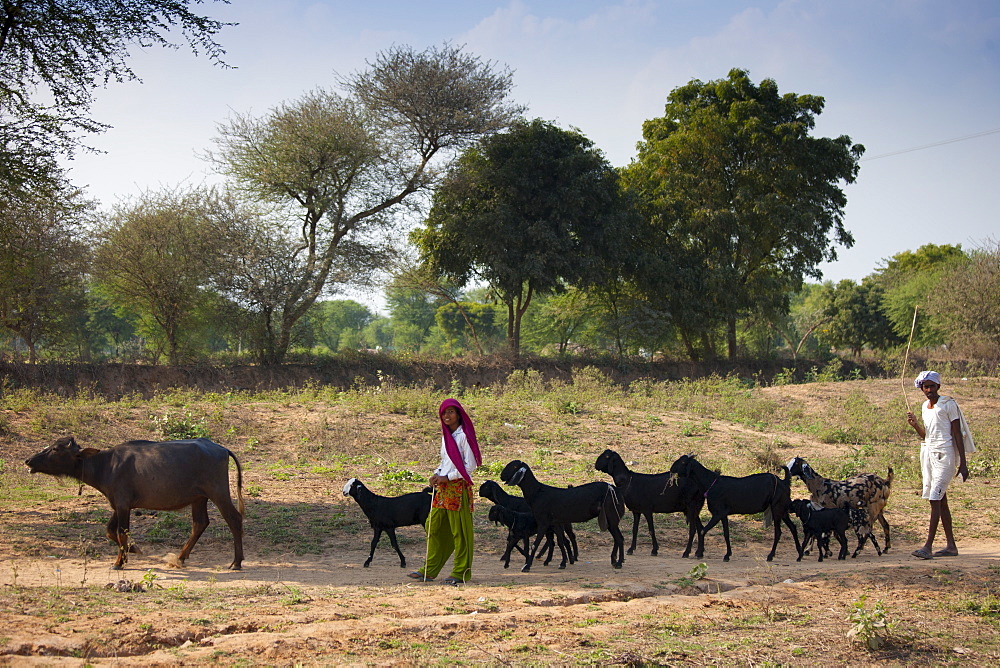 Indian man and woman with herd of goats at Sawai Madhopur in Rajasthan, Northern India