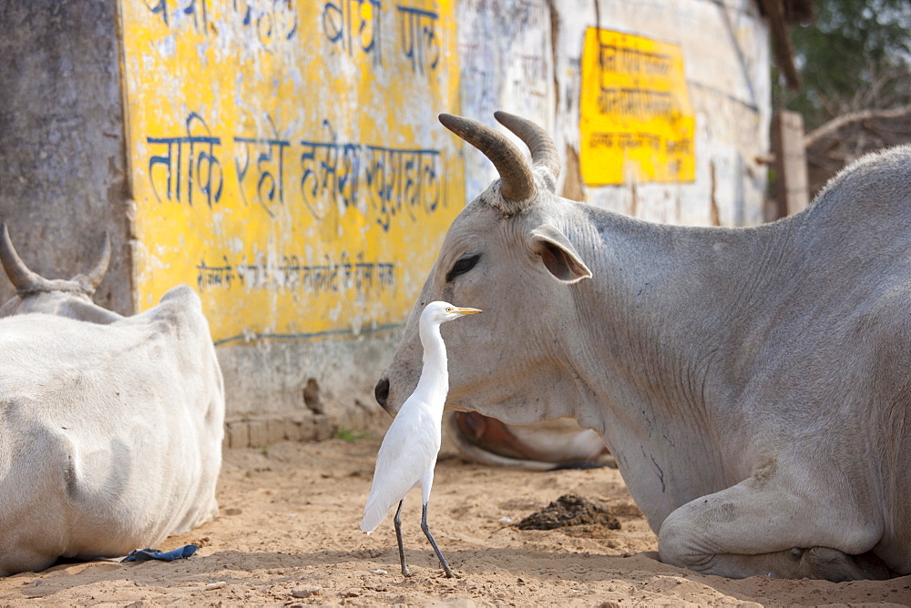 Egret with bull among herd of cattle at Jhupidiya Village in Sawai Madhopur, Rajasthan, Northern India