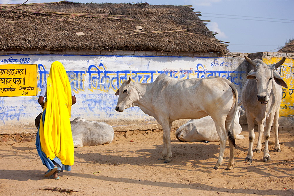 Indian woman comes to collect cow dung from herd of cattle at Jhupidiya Village in Sawai Madhopur, Rajasthan, Northern India