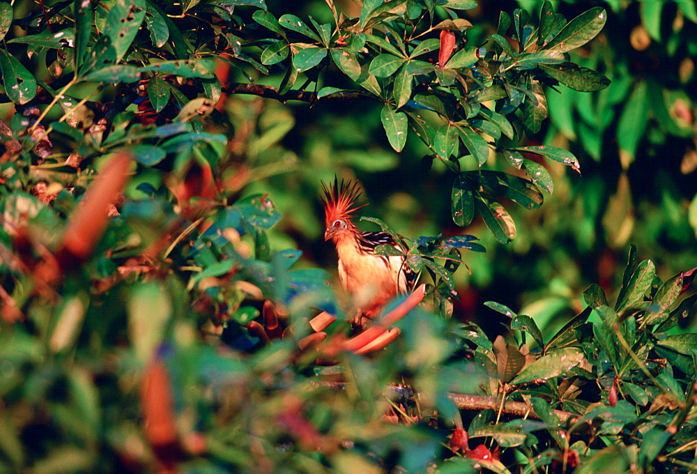 Hoatzin birds at Lake Sandova, Peruvian Rainforest, South America