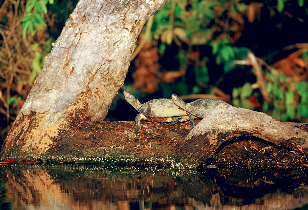 Pair of Yellow Spot Signet Turtles on  log in Lake Sandoval, Peruvian Rainforest, South America