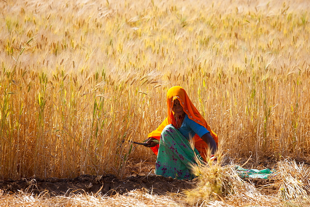 Barley crop being harvested by local agricultural workers in fields at Nimaj, Rajasthan, Northern India